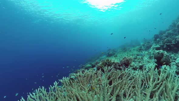 The Underwater World of a Coral Reef