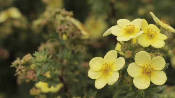 Yellow Flowers Of Pentaphylloides Fruticosa L