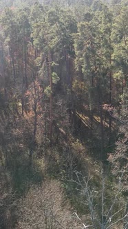 Vertical Video of a Forest with Trees During the Day