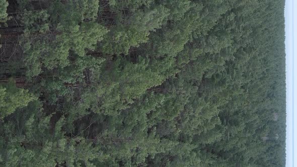 Vertical Video of Green Pine Forest By Day Aerial View