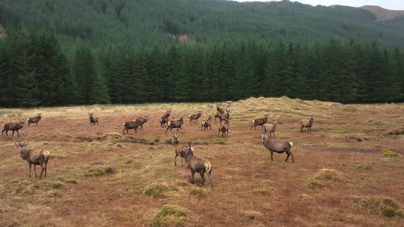 Red Deer Stag Herd in Scotland