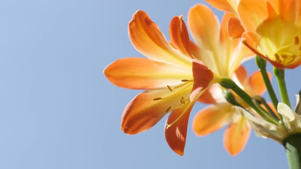 Monocot  Clivia miniata against blue sky close-up   4K 2160p 30fps UltraHD  footage - Shallow DOF or