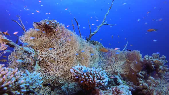 Tropical Coral Underwater Garden Life