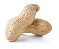 Two peanuts in nutshell - PhotoDune Item for Sale