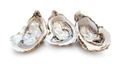 fresh opened oysters - PhotoDune Item for Sale