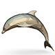 dolphin figure - 3DOcean Item for Sale