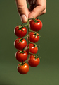 Branch of red ripe cherry tomatoes - PhotoDune Item for Sale