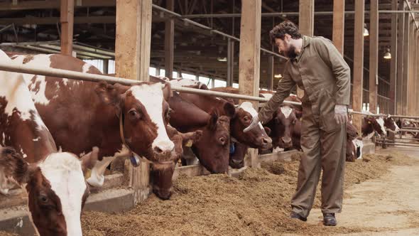 Male Farmer Reaching out to Cows