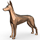 pharaoh hound - 3DOcean Item for Sale
