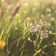 Wild flowers and grass close-up after the rain in the meadow in the sun - VideoHive Item for Sale