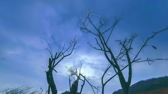 Time Lapse of Death Tree and Dry Yellow Grass at Mountian Landscape with Clouds and Sun Rays