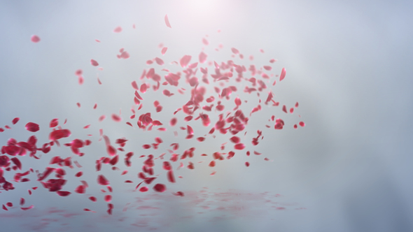 Trailing Petals Logo Reveal / Videohive