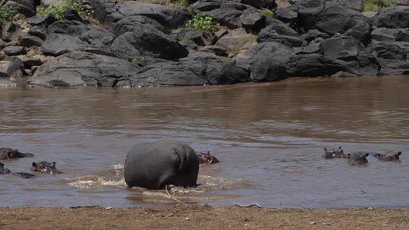 Hippopotamus, hippopotamus amphibius, Group standing in River, Masai Mara park in Kenya, slow motion