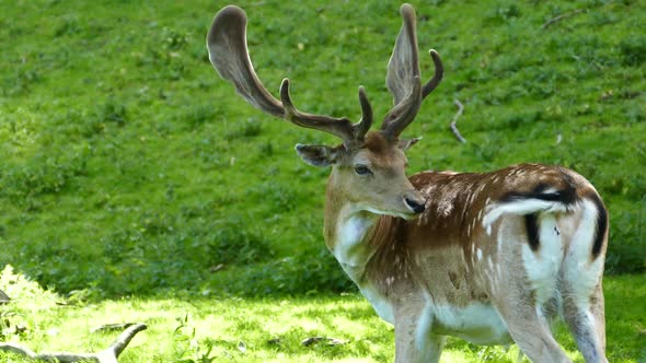 Deer licking his fur in Arhus 