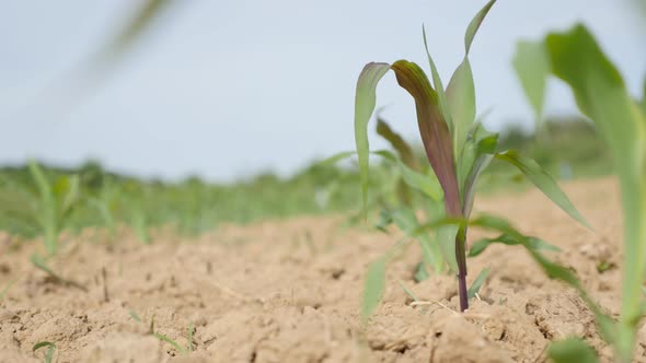 Corn field plantage on the wind waving 4K 3840X2160 UltraHD footage - Plants in cultivated corn fiel