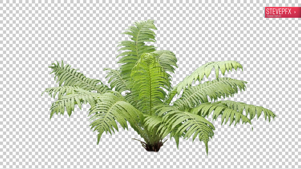 Real Plant Fern / Videohive