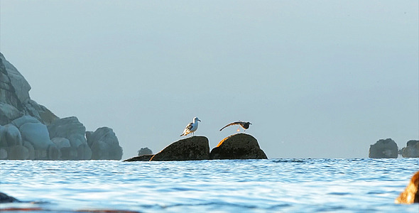 Morning Seagulls