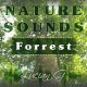 Forrest immersive Ambient with Bird Calls Loop 02