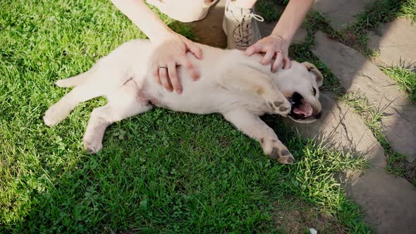 Cute Little Puppy Labrador Playing with Its Owner