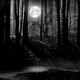 Mysterious Dark Forest Background