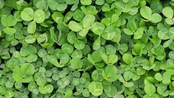 Green Grass Clover Closeup As a Background to St Patrick's Day Slow Motion