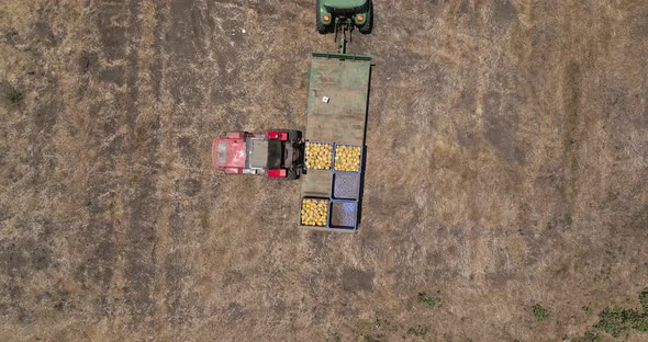 Forklift moving a pallet of fresh picked Melons off a trailer.