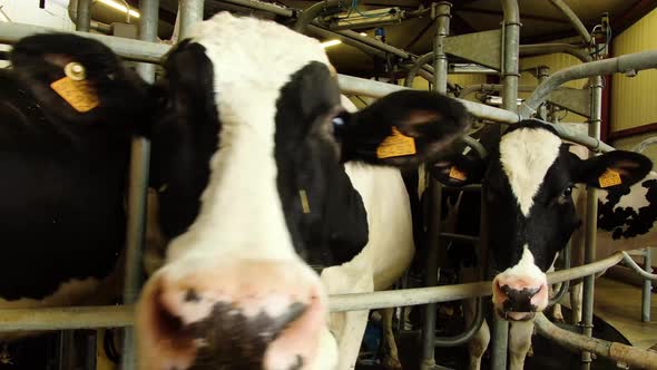 Shot of the Cow's in the Milking System