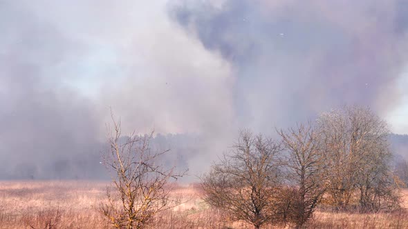 Burning dry grass