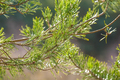 springtime pine needles - PhotoDune Item for Sale