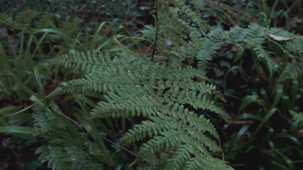 Dew covered ferns within dense woodland TILT REVEAL