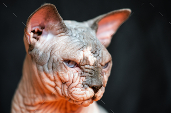 nown for its lack of fur. Hairless smart cat on black background.