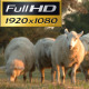 Shepherd With Sheep - VideoHive Item for Sale