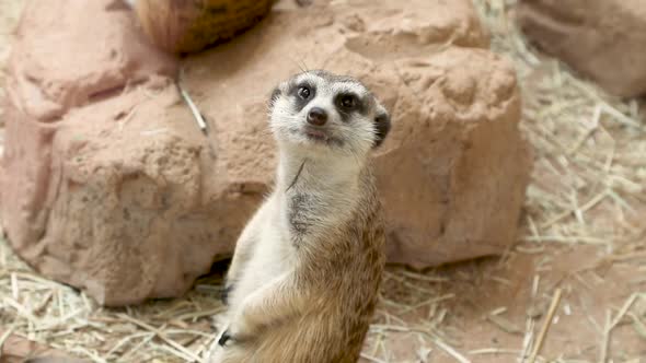 The meerkat (Suricata suricatta) or suricate is a small mongoose found in southern Africa.