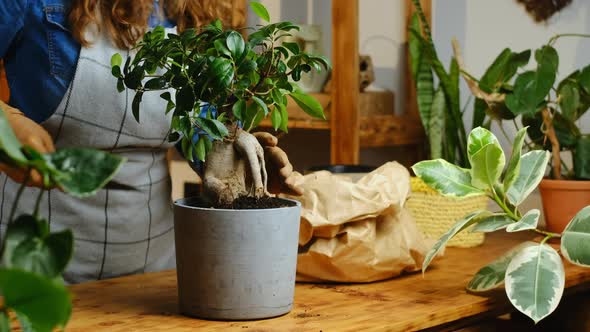 Woman Transplants Ficus Ginseng Houseplant