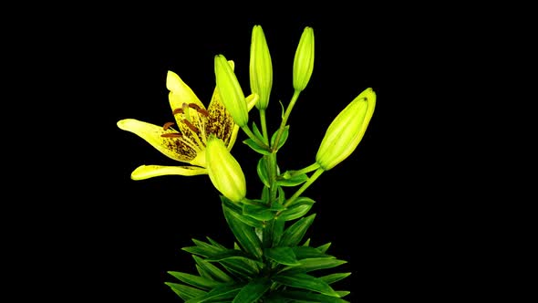 Time Lapse of Beautiful Yellow Lily Flowers on a Black Background