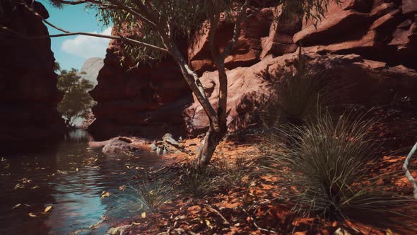 Colorado River with Red Stones and Trees