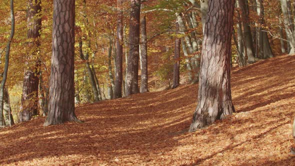 Dreaming Movement over an Autumnal Path