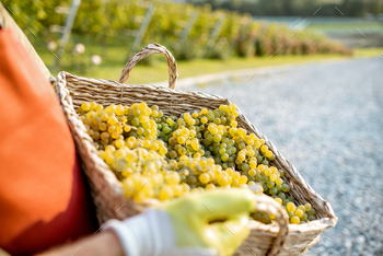 Basket full of fresh wine grapes / Photodune, Misc
