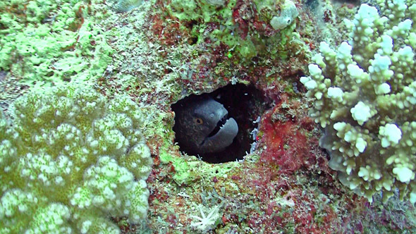Murena On Coral Reef, Red Sea