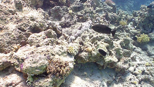 Crocodile Fish On Coral Reef, Red Sea