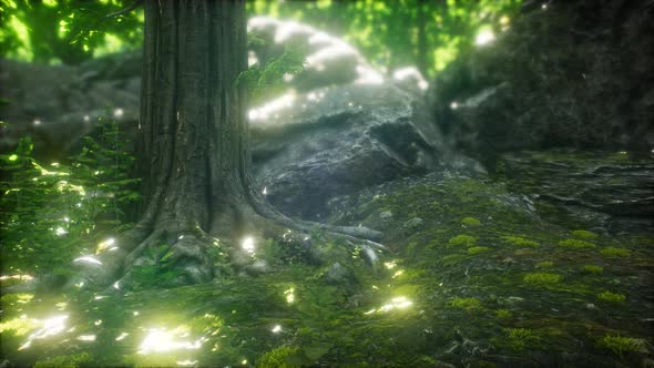 Sun Light in the Green Forest