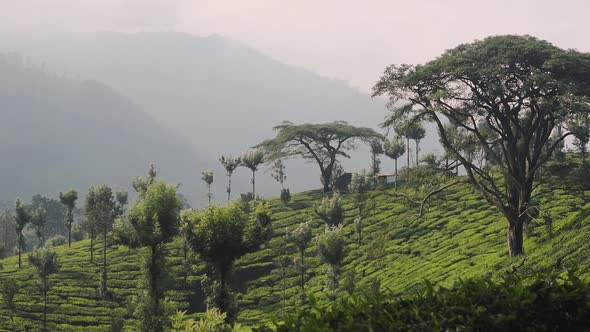 A Peaceful And Relaxing Ambiance At Morning In Munnar India - Fresh Environmental Ambiance On A Hill