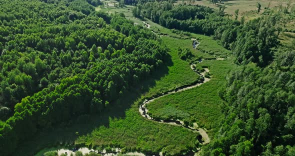 Forest and river in summer. Aerial view of nature, Poland.