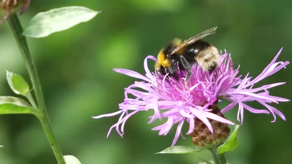 Bumblebee On A Pink Flower