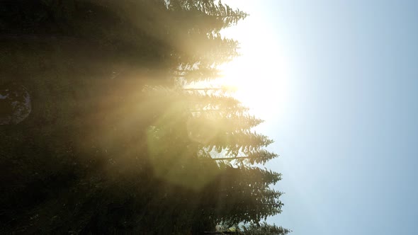 Sun Beams Through Trees