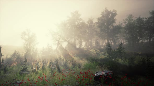 Magic Dark Summer Forest Scenery with Rays of Warm Light