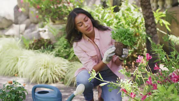 Focused biracial woman gardening, planting flowers