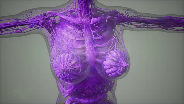 Model Showing Anatomy of Human Body Illustration
