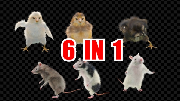 Chick Rat Dancing 6 Pack