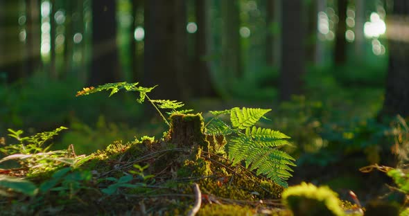 An Old Stump is Covered with Moss a Fern Grows From a Felled Tree